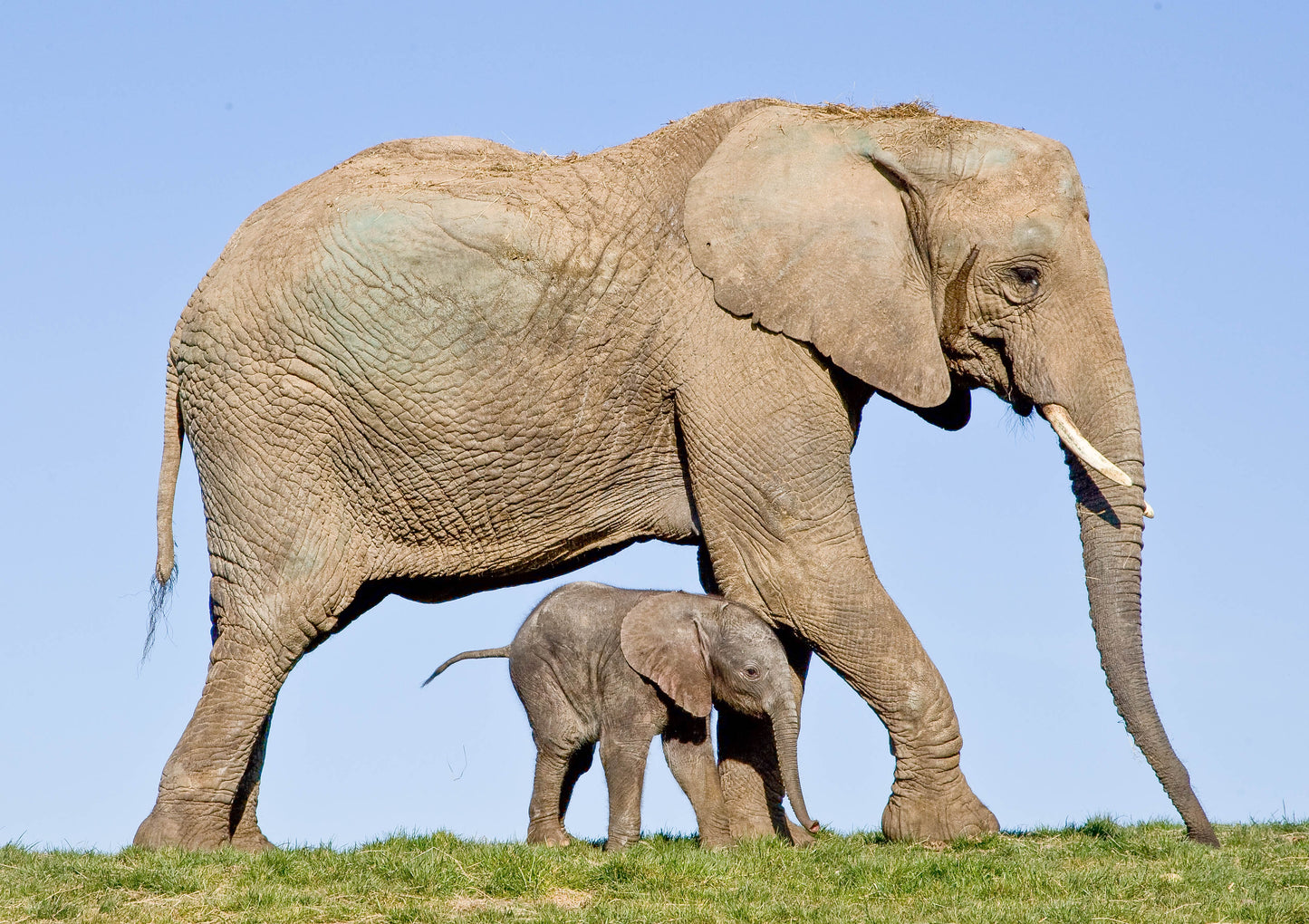 Cuddly African elephant