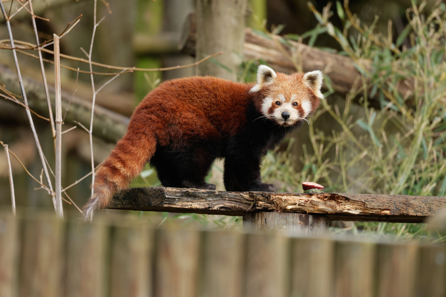 Cuddly Red Panda