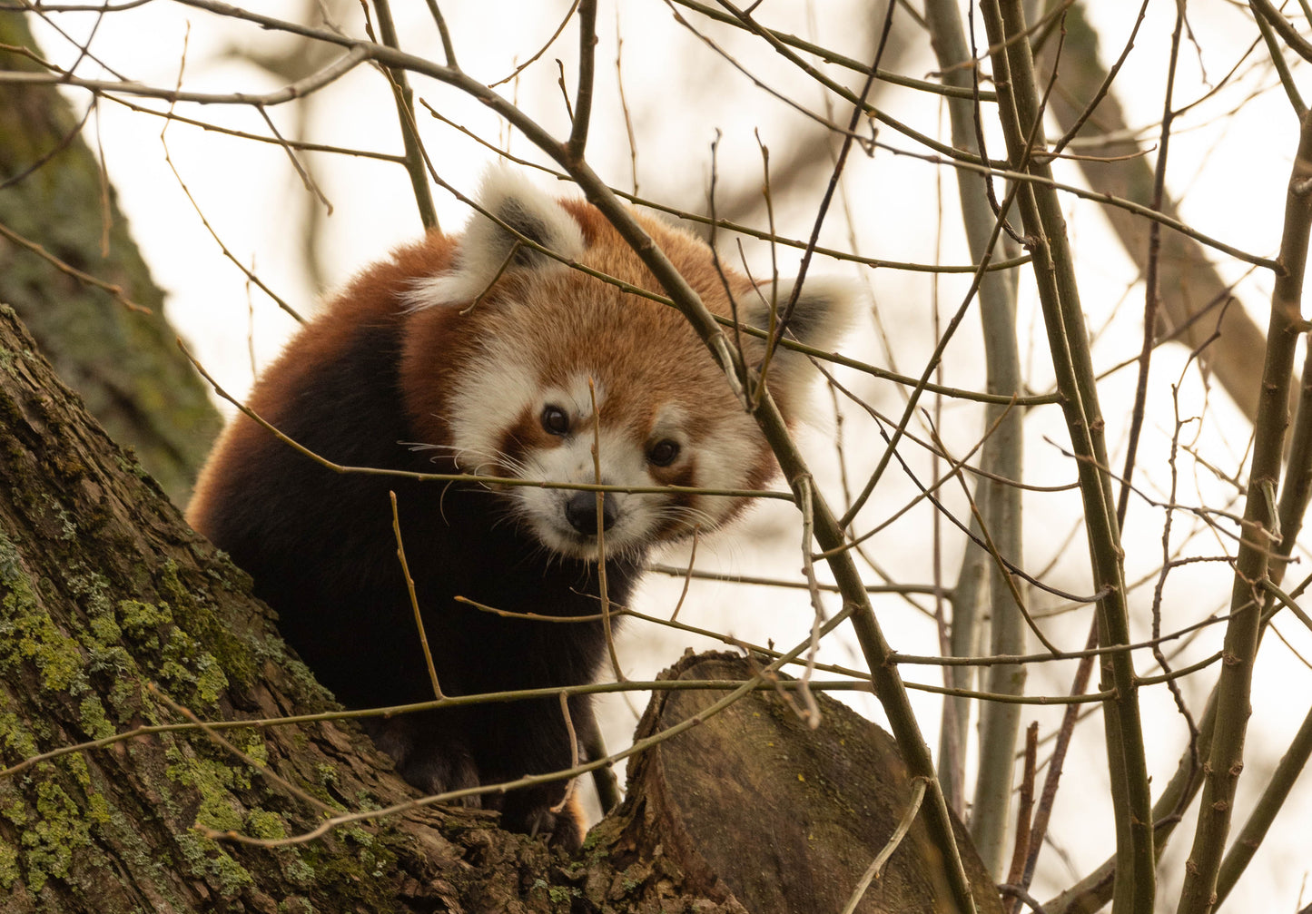 Cuddly Red Panda