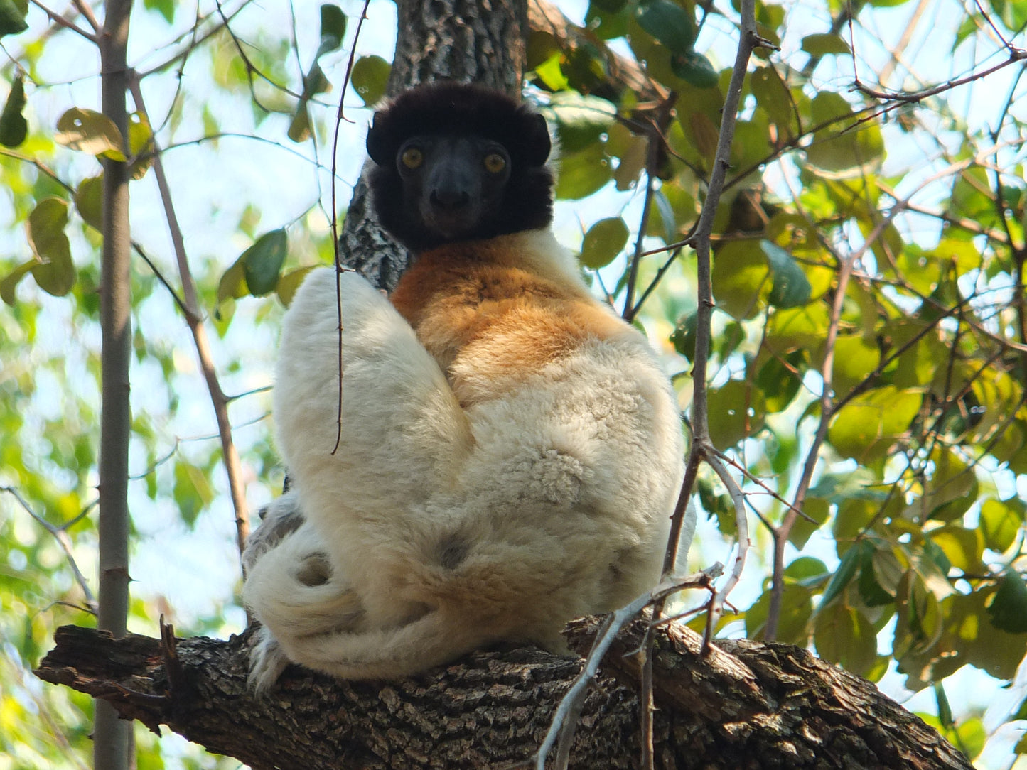Cuddly Sifaka Lemur