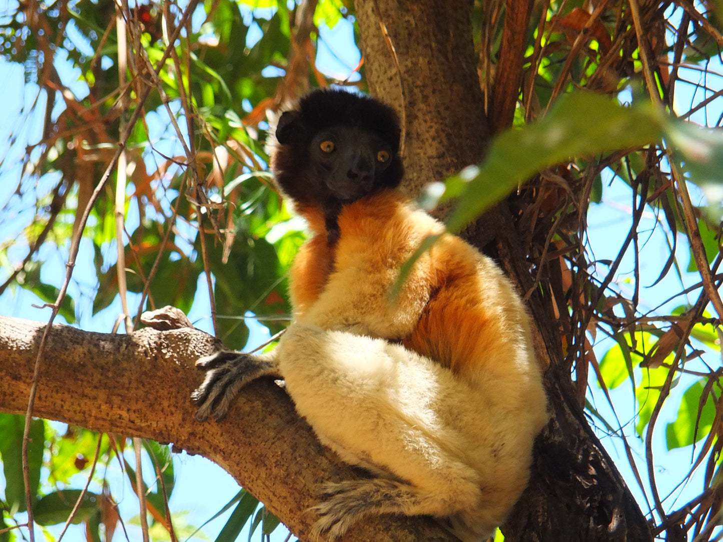 Cuddly Sifaka Lemur