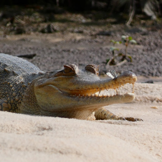 A close-up photograph of a crocodile resting on sandy ground in a natural outdoor setting, with its mouth slightly open showing teeth and a butterfly resting on its snout.