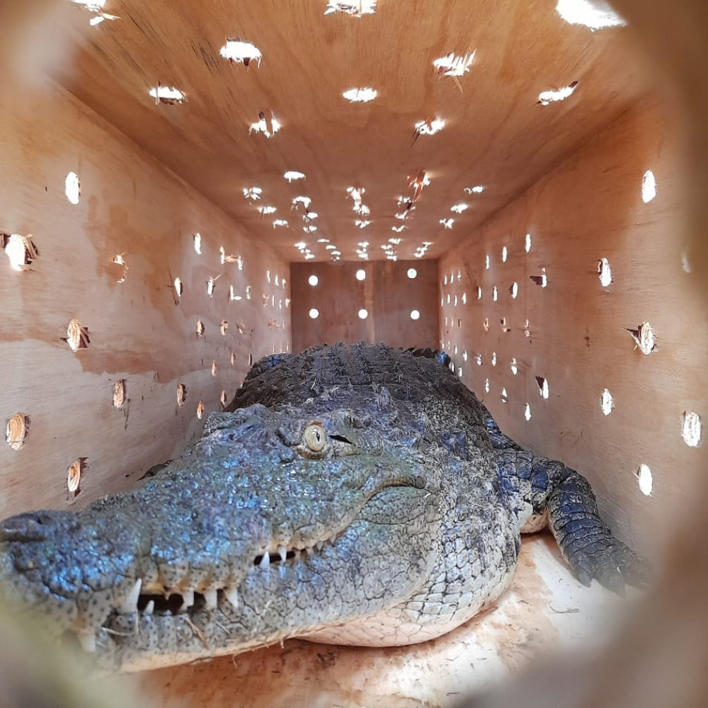 A nile crocodile in a transport box with ventilation holes, viewed through a circular opening. The animal's textured gray-green skin and open mouth are clearly visible against the warm brown wood walls.