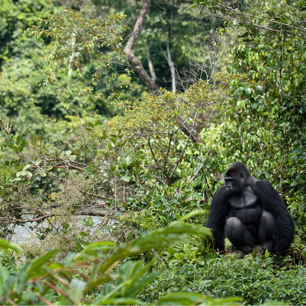 A photograph of a silverback gorilla, by a river, surrounded by lush green forest.