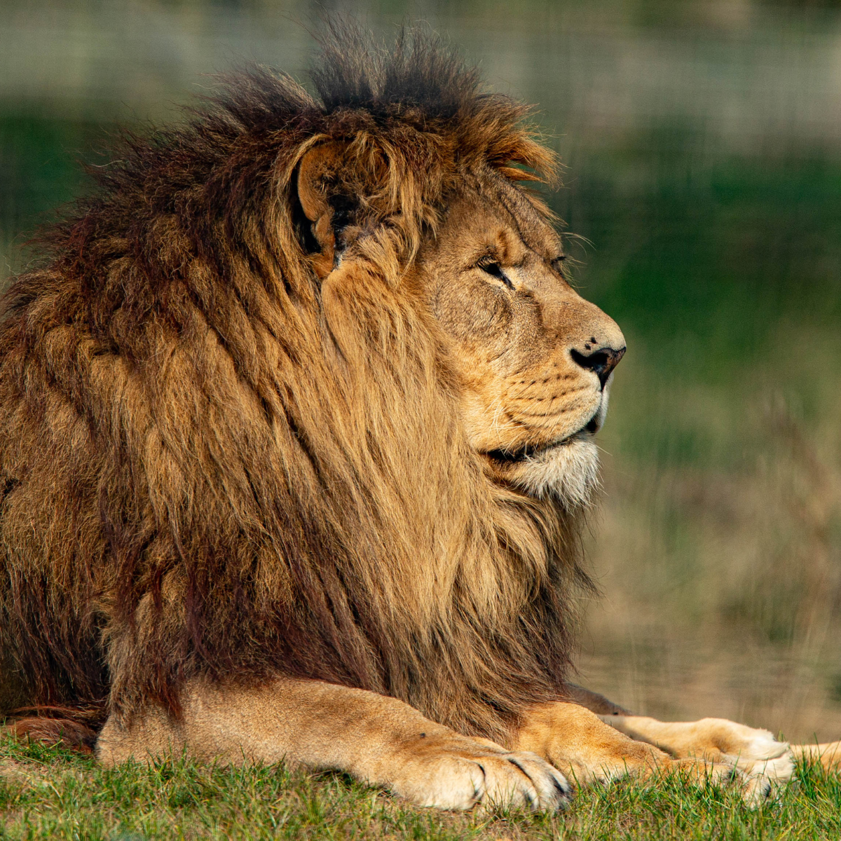 Adopt a Lion