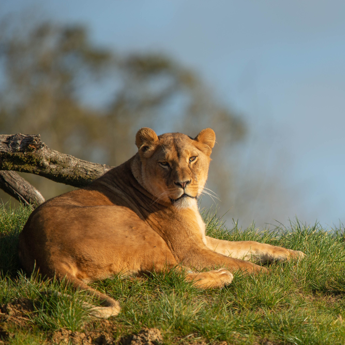 Adopt a Lion