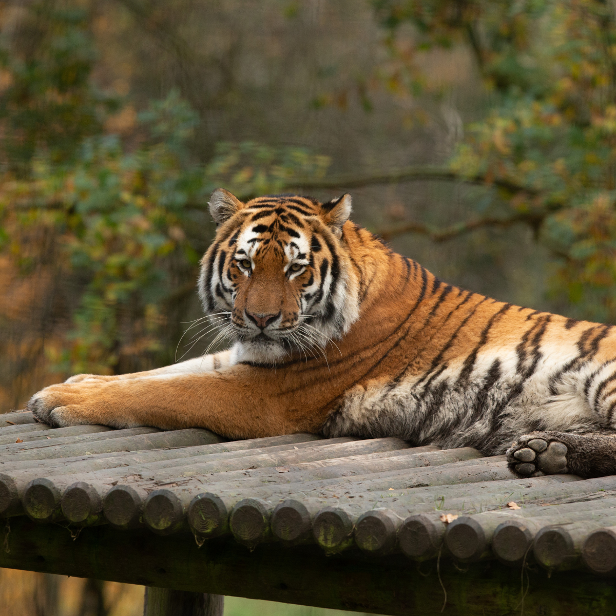 Adopt a Tiger