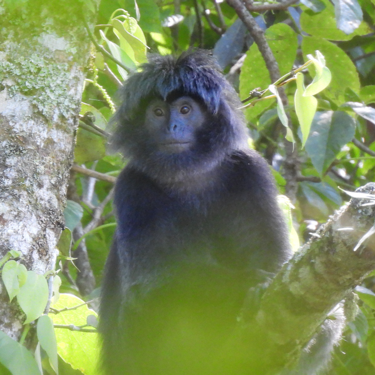 Adopt a Javan Langur