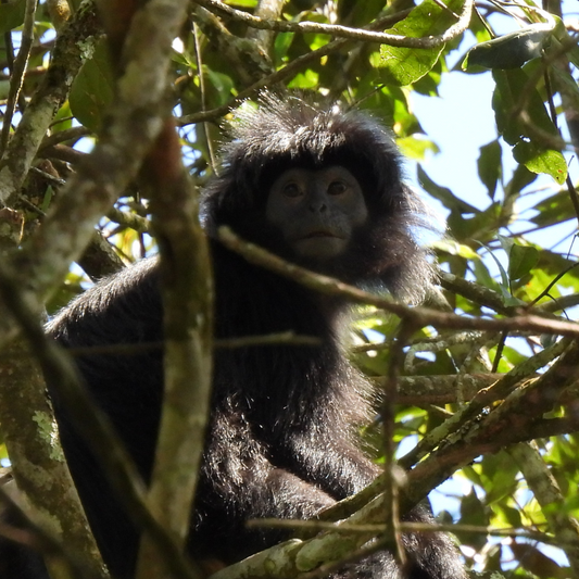 Adopt a Javan Langur