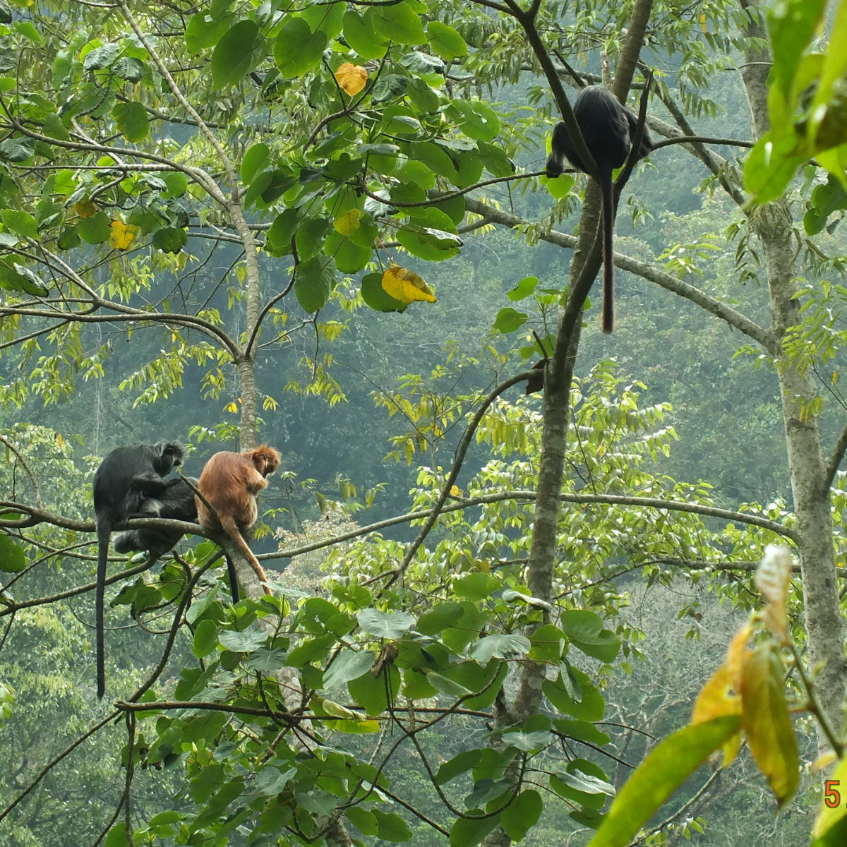 Adopt a Javan Langur
