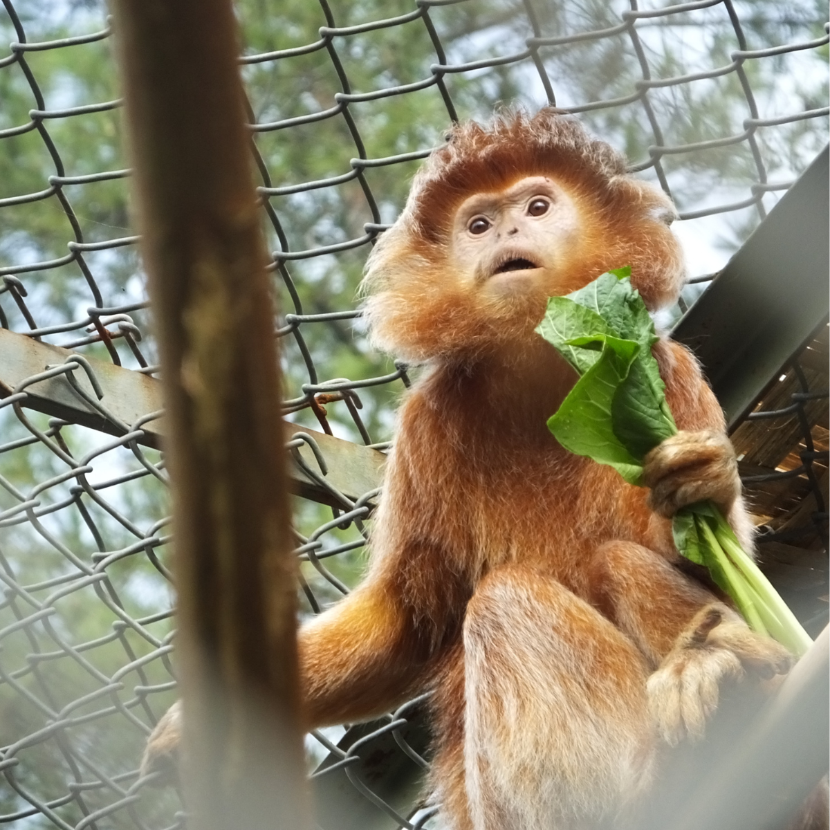 Adopt a Javan Langur