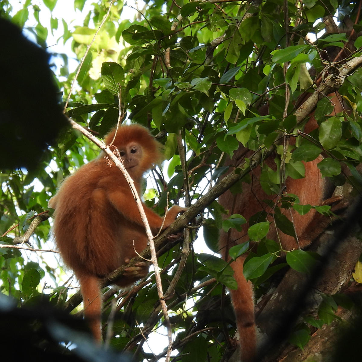 Adopt a Javan Langur
