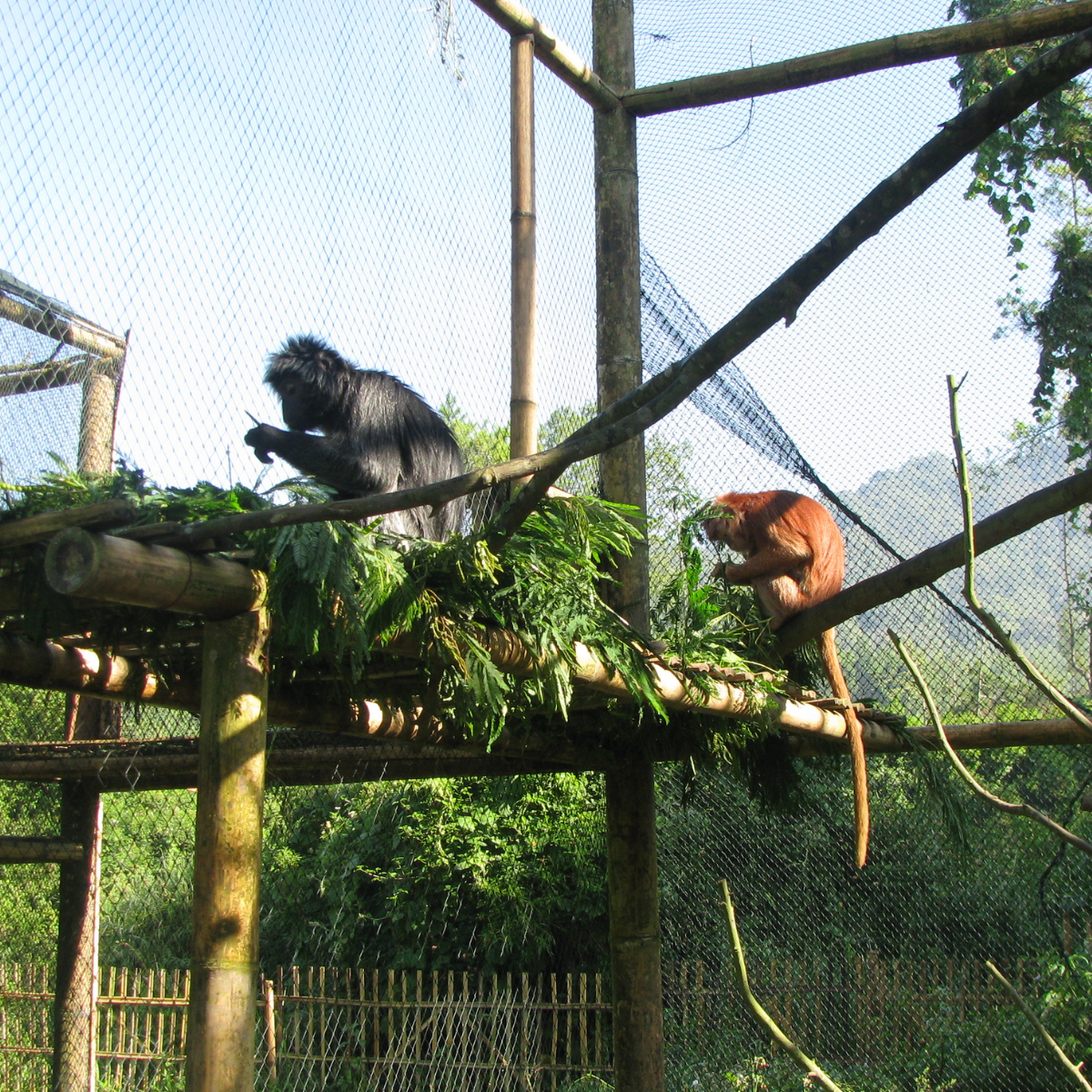 Adopt a Javan Langur