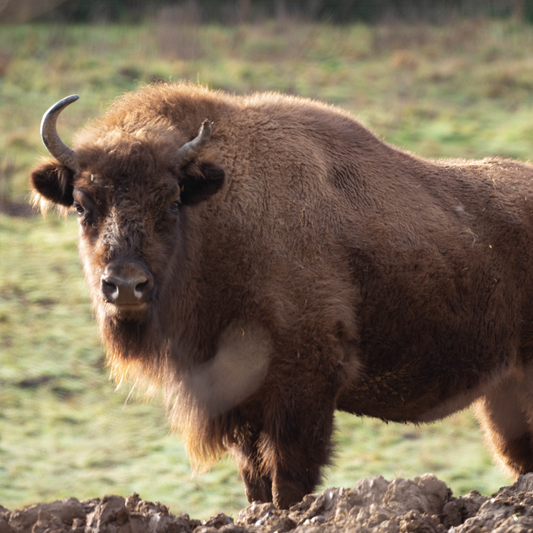 Adopt a European Bison