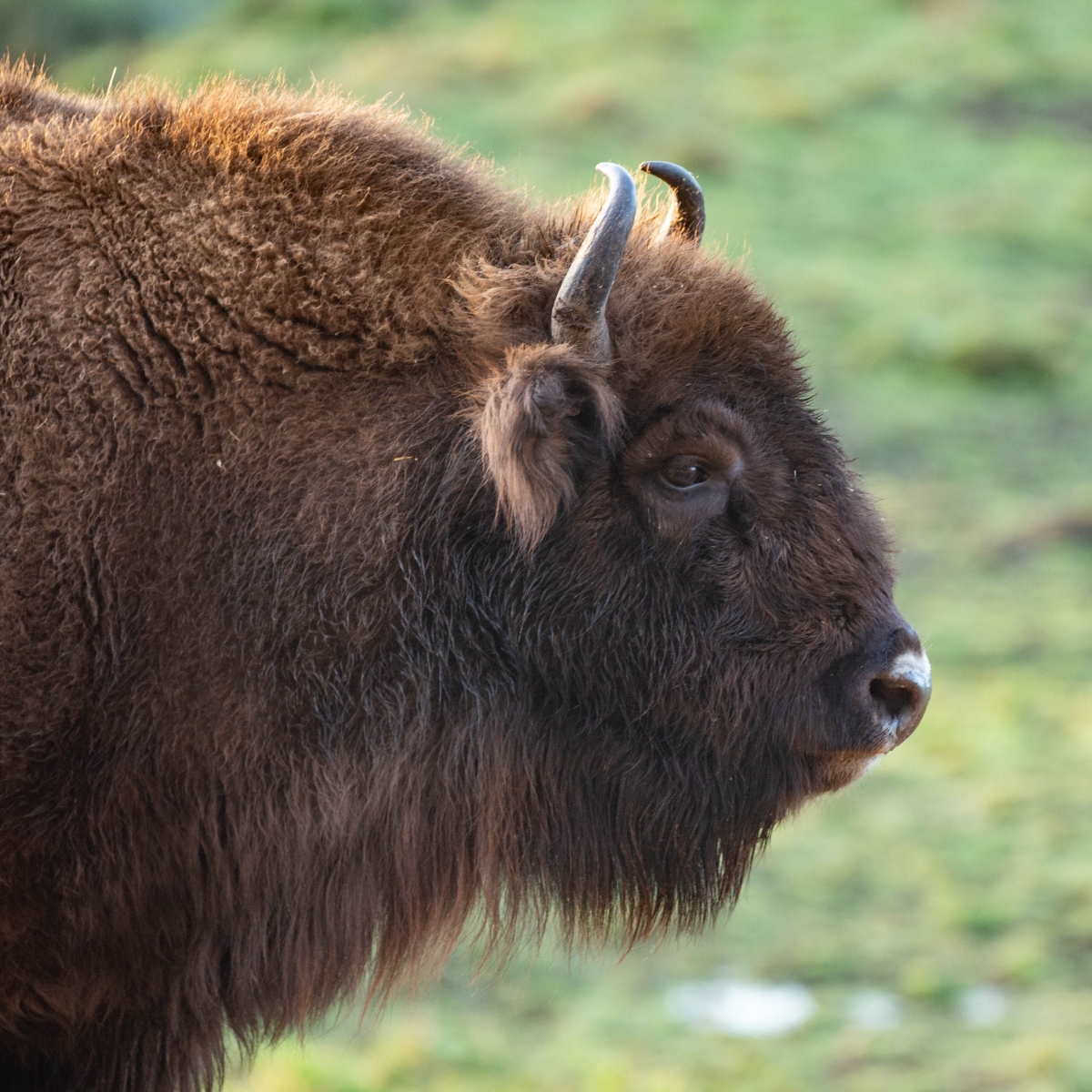 Adopt a European Bison