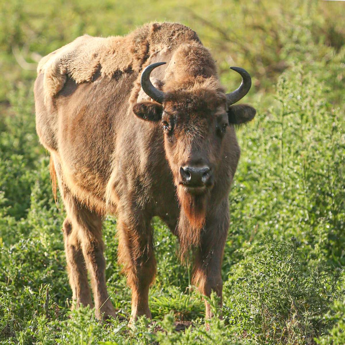 Adopt a European Bison