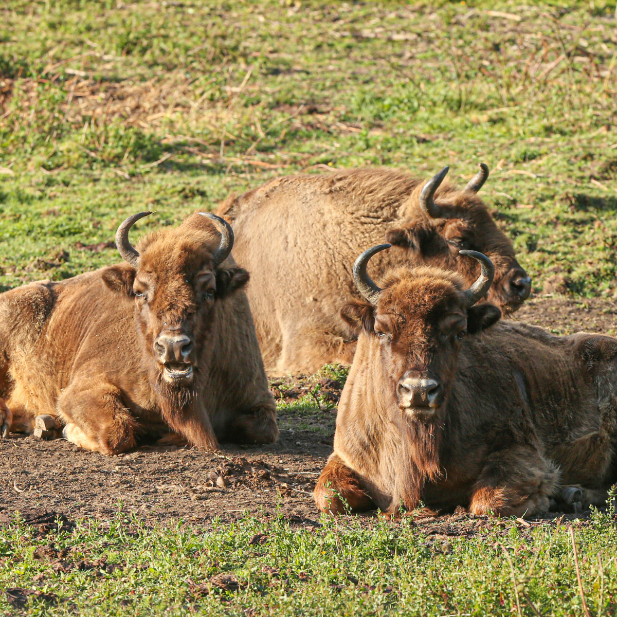 Adopt a European Bison