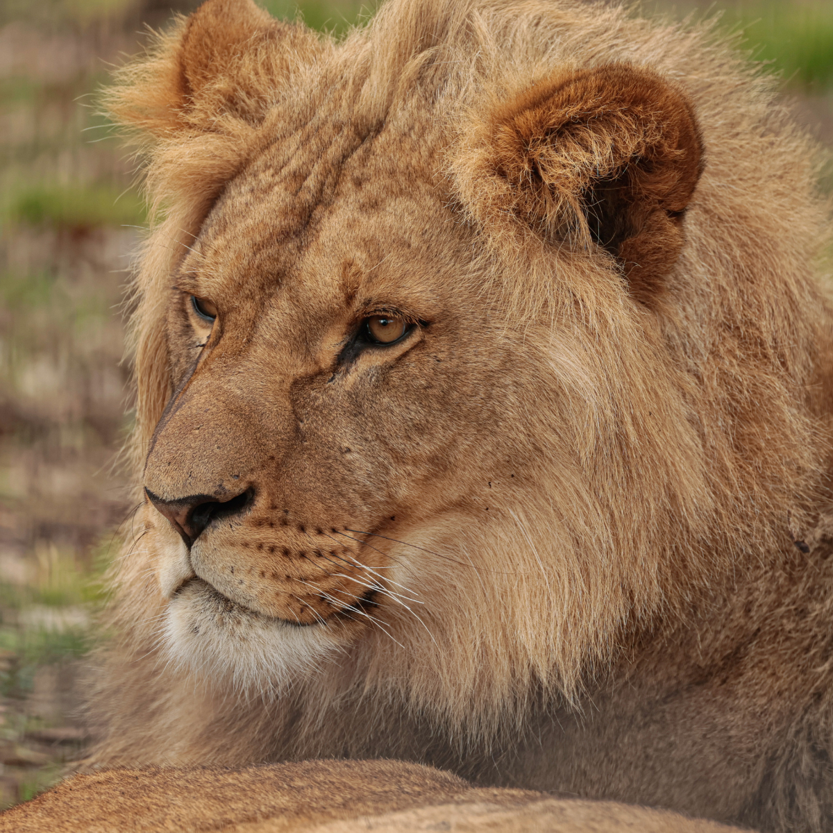 Adopt a Lion