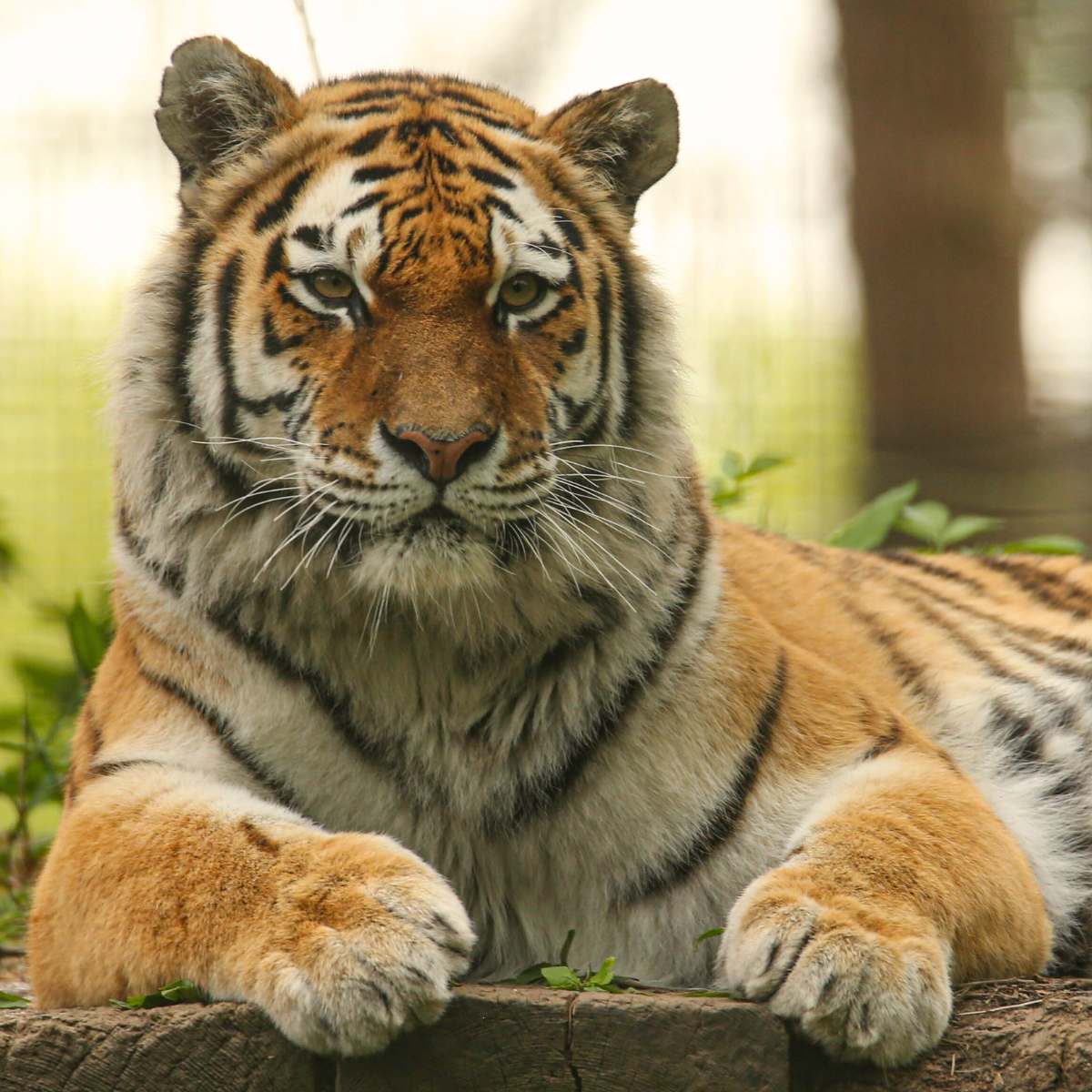 Adopt a Tiger