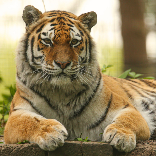 Adopt a Tiger