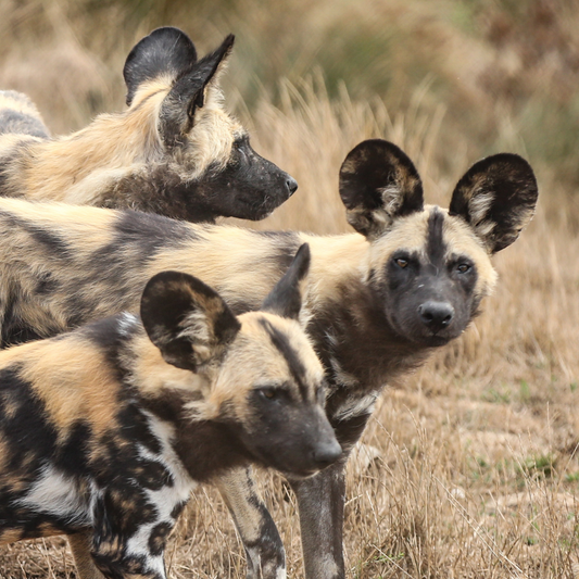 Adopt an African Painted Dog