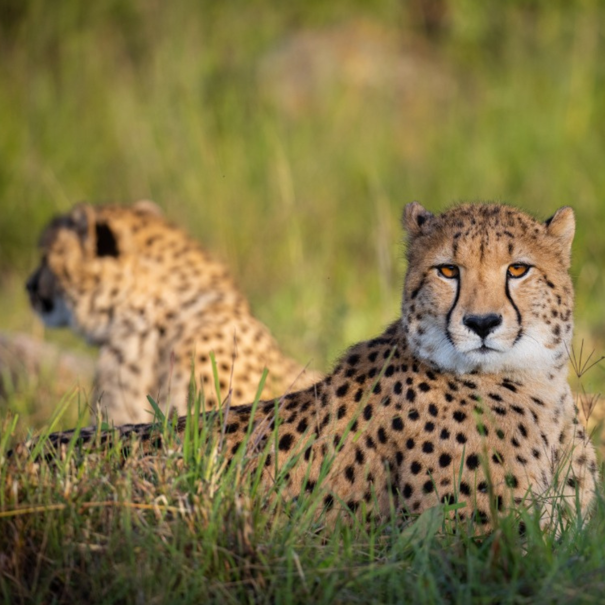 Adopt a Cheetah