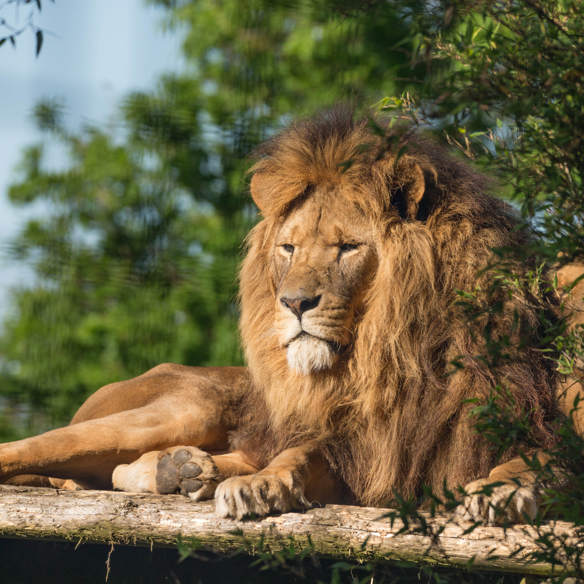 Adopt a Lion