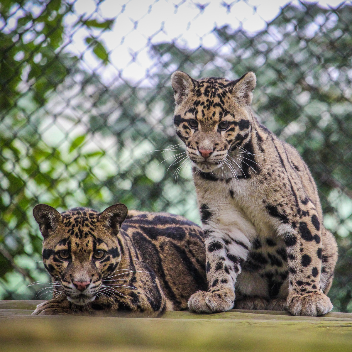 Adopt a Clouded Leopard
