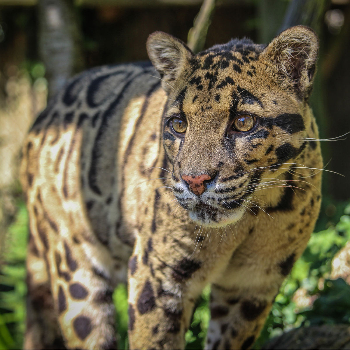 Adopt a Clouded Leopard – The Aspinall Foundation