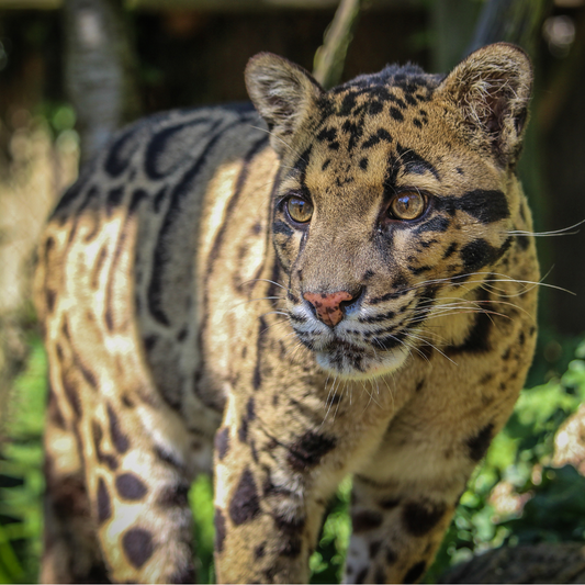 Adopt a Clouded Leopard