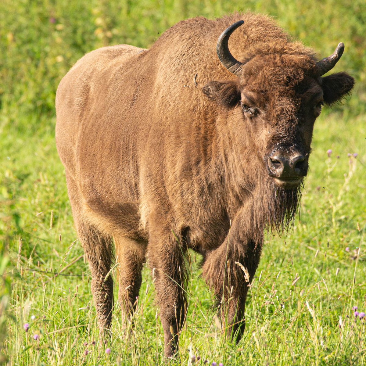 Adopt a European Bison