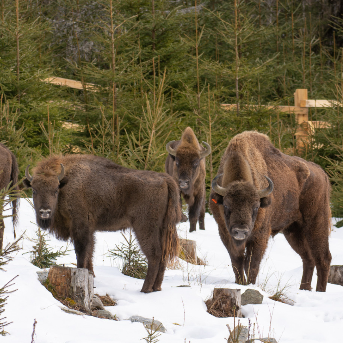 Adopt a European Bison