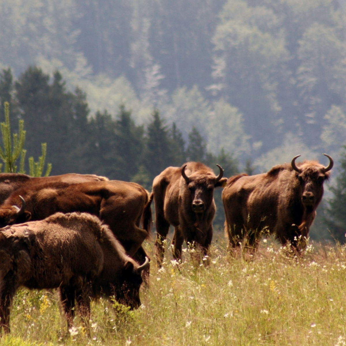Adopt a European Bison