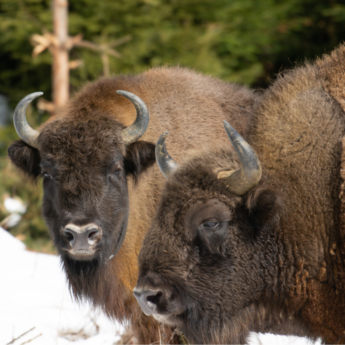 Adopt a European Bison