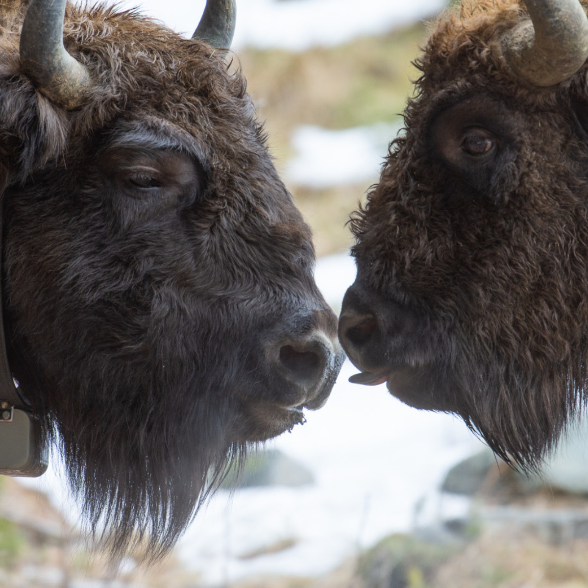 Adopt a European Bison