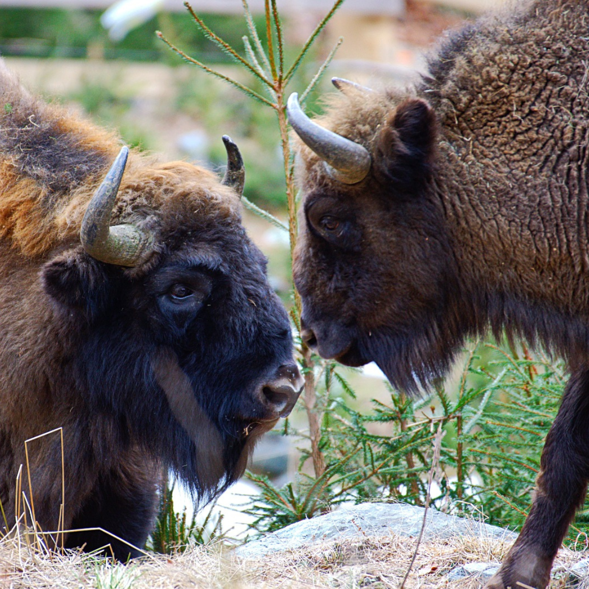Adopt a European Bison