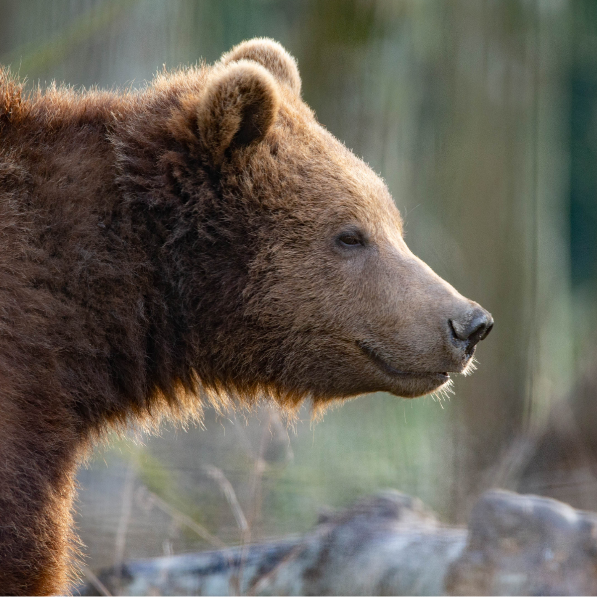 Adopt a Brown Bear
