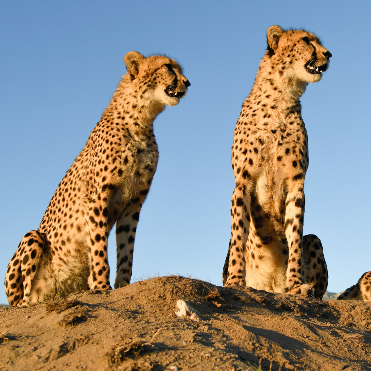 Adopt a Cheetah