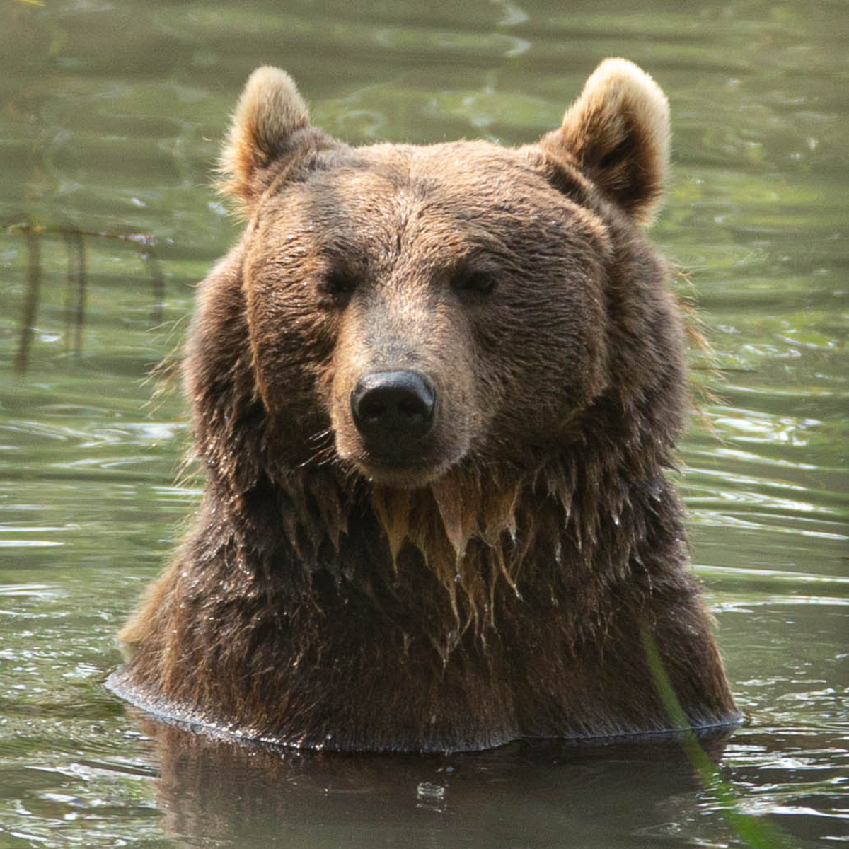Adopt a Brown Bear