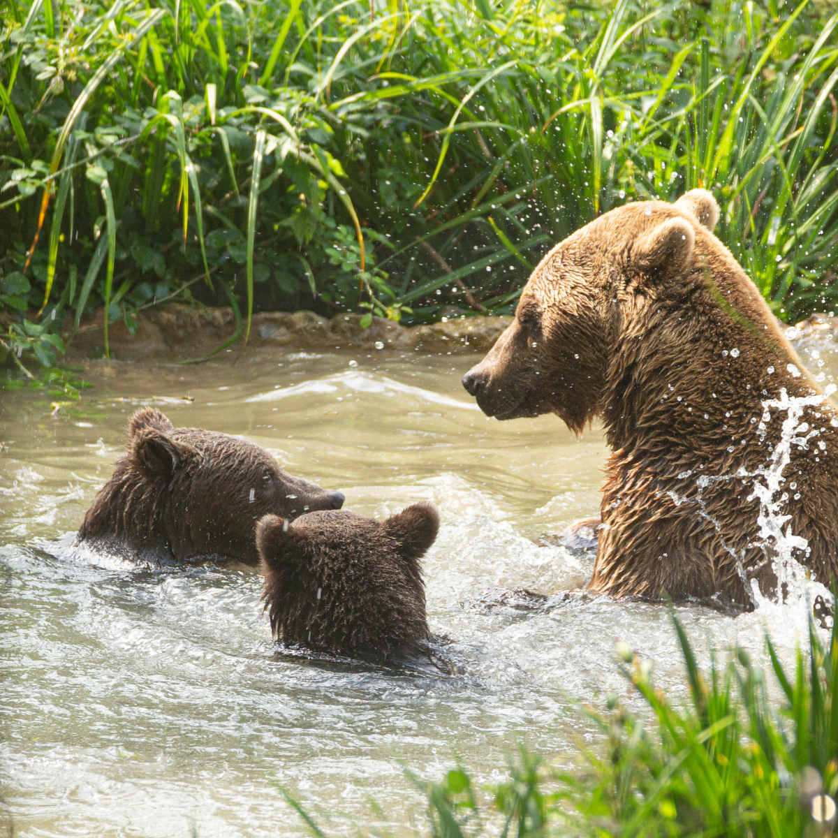 Adopt a Brown Bear