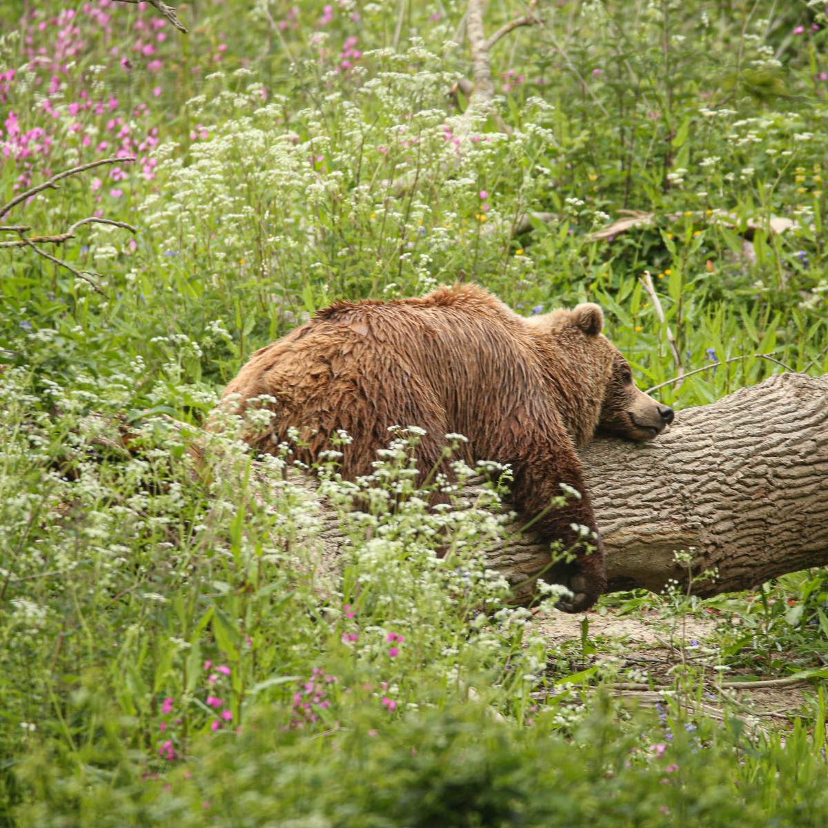 Adopt a Brown Bear