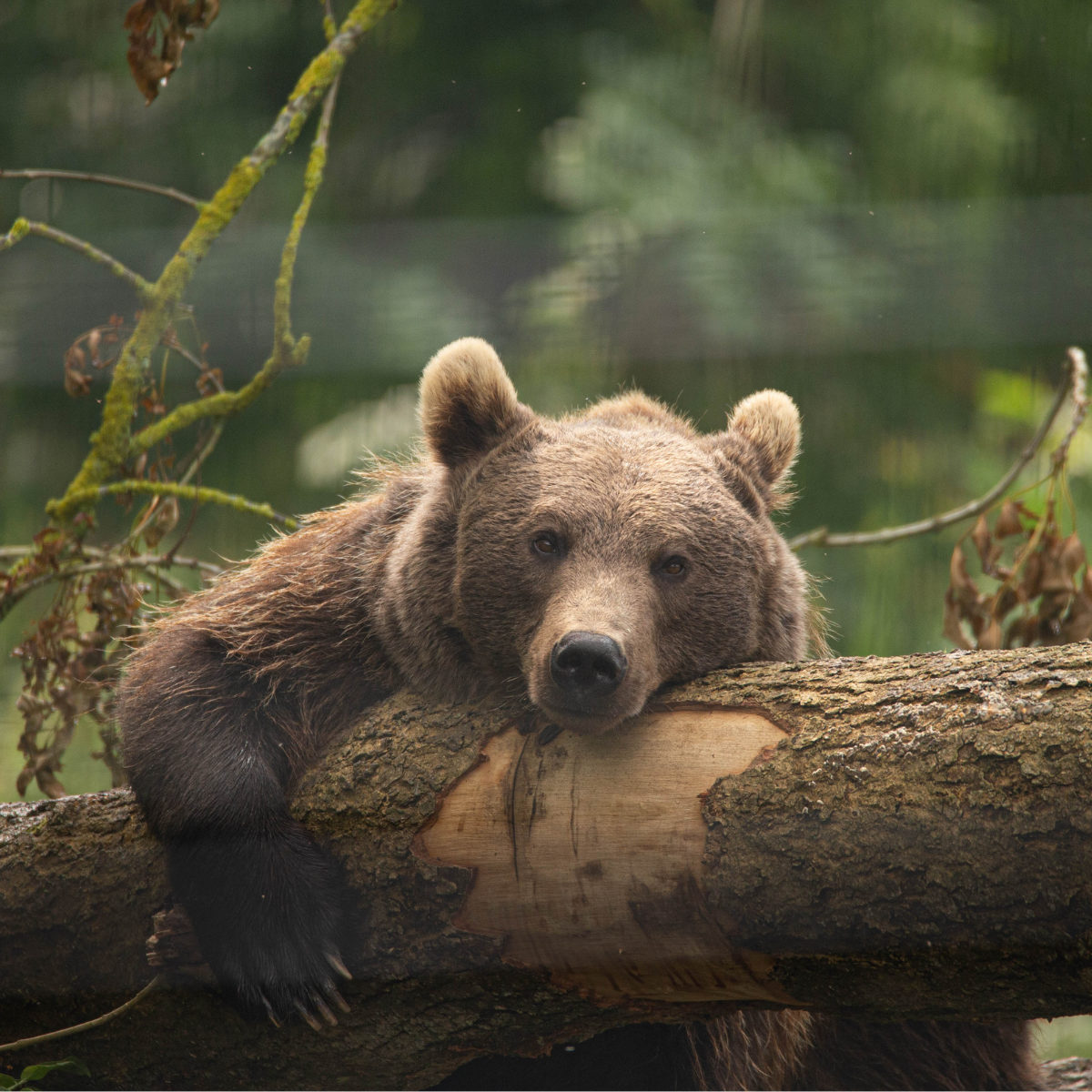 Adopt a Brown Bear