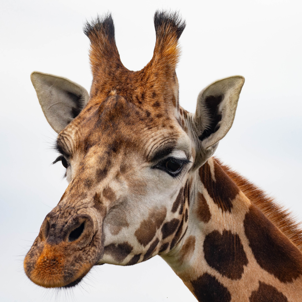 Adopt a Giraffe