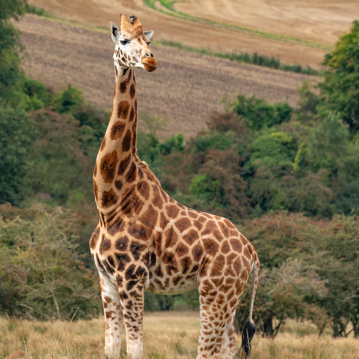 Adopt a Giraffe