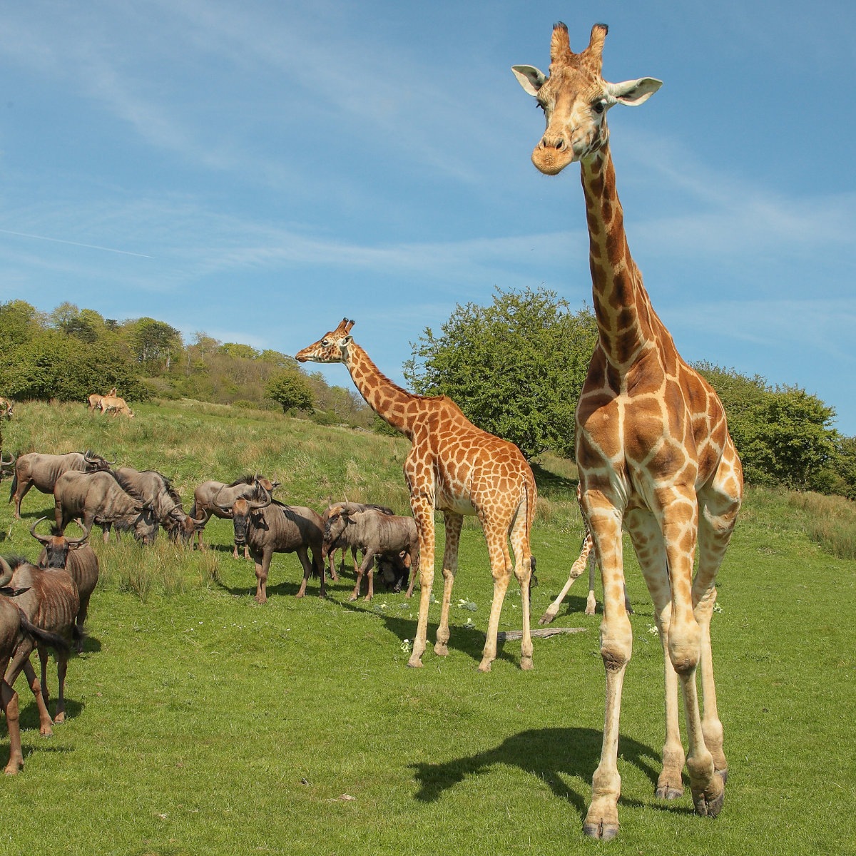 Adopt a Giraffe