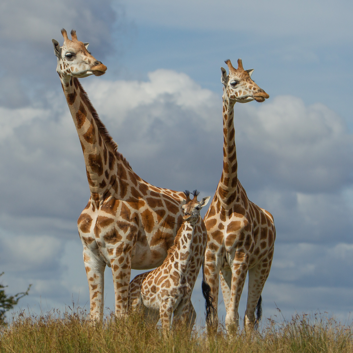 Adopt a Giraffe