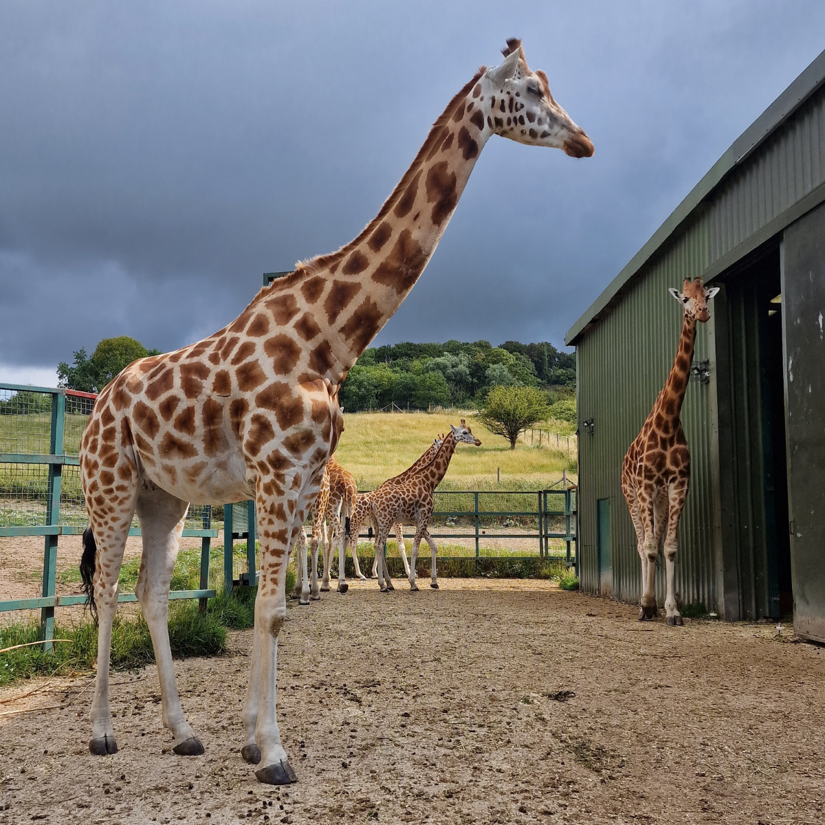 Adopt a Giraffe