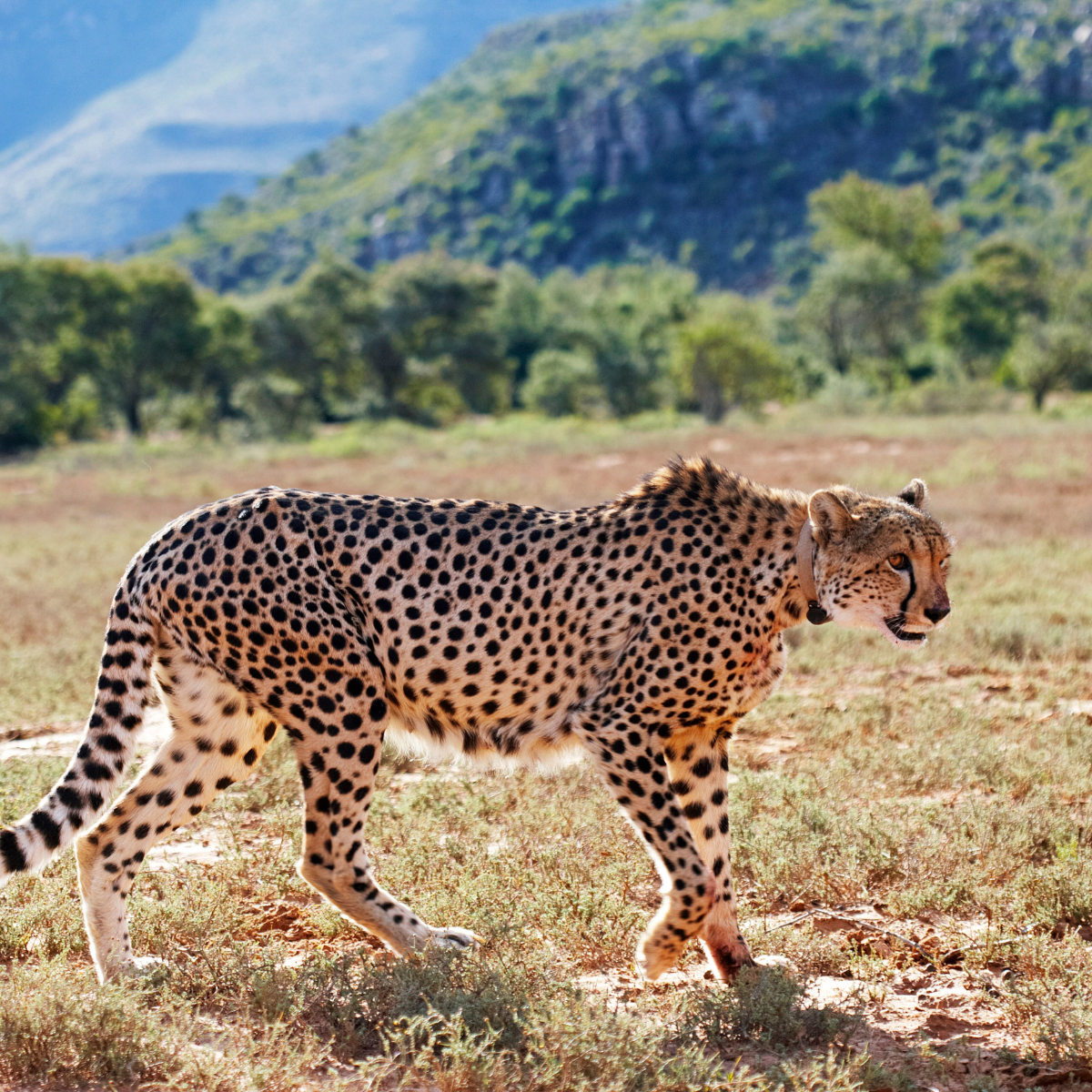 Adopt a Cheetah