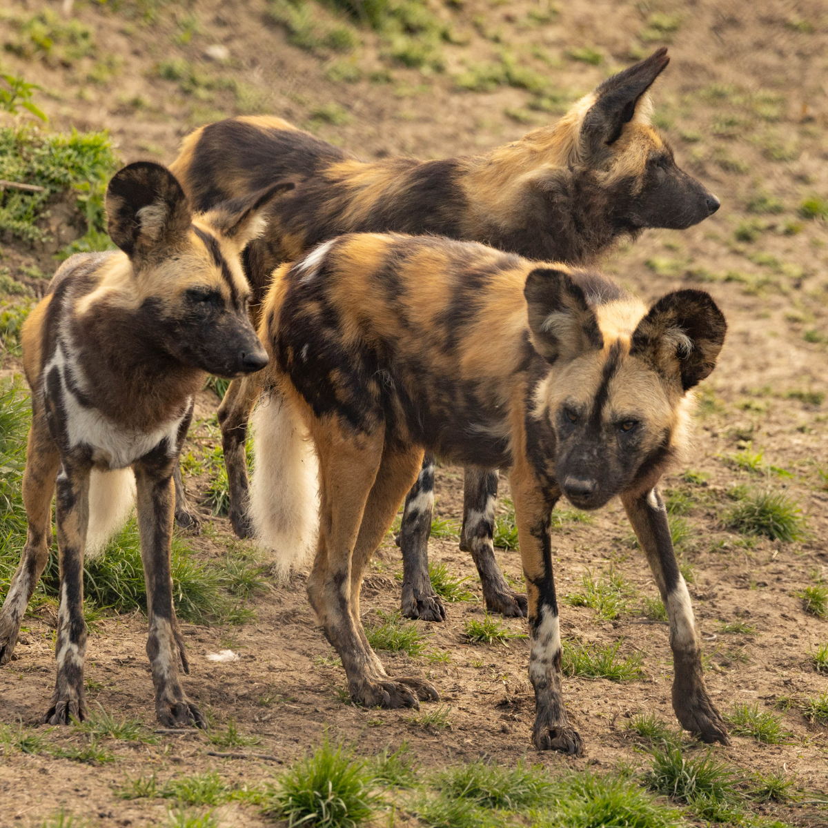 Adopt an African Painted Dog