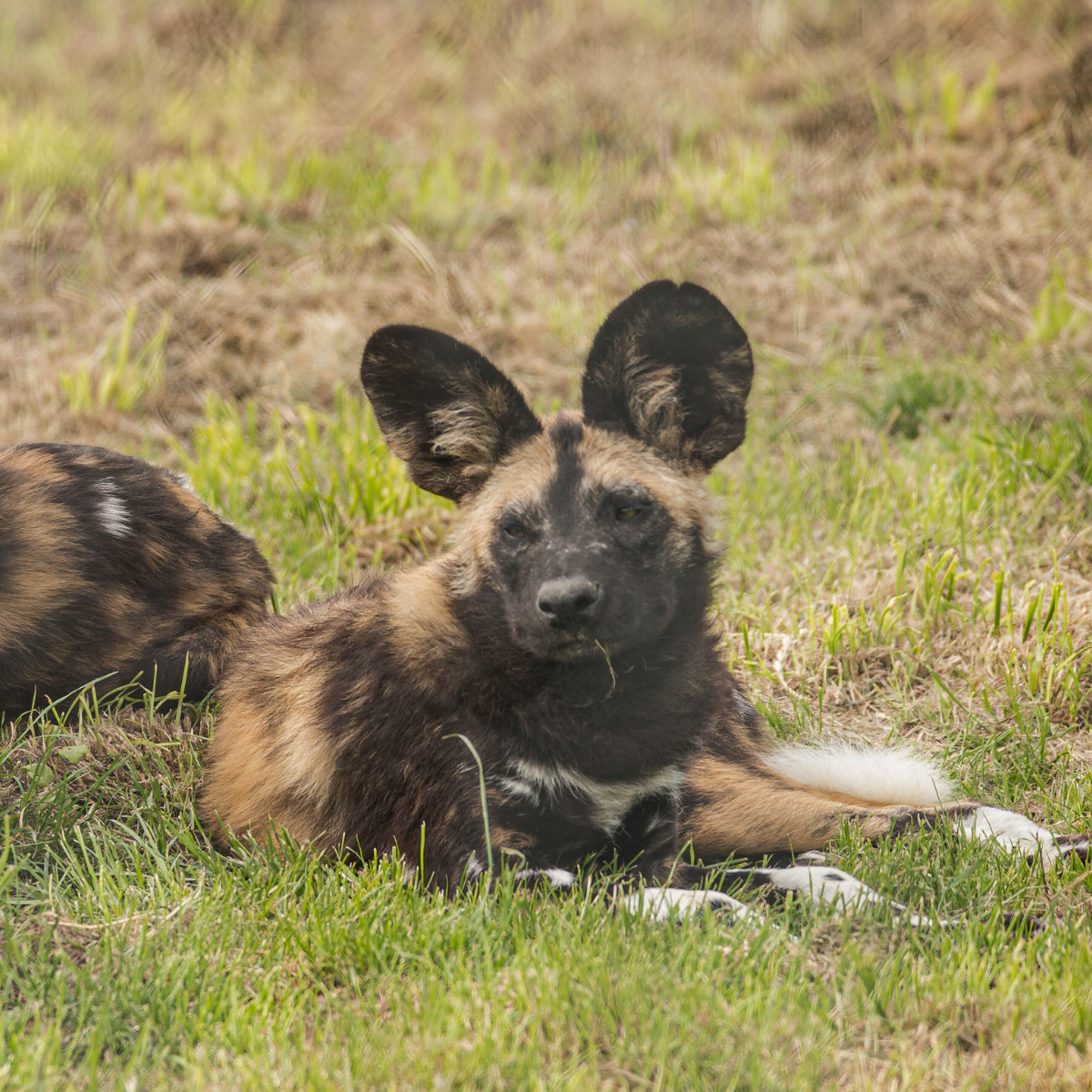Adopt an African Painted Dog